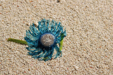 Blue button jellyfish