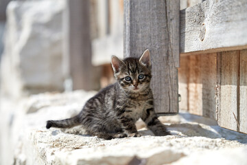 Katzenbaby auf Steinmauer vor Holzzaun