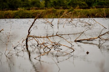 tree branches in the water