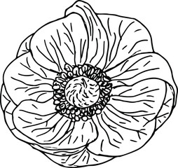 Hand drawn anemone flower in outline style. Vector isolated on white background. Top view