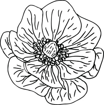 recommend clip art: Hand drawn anemone flower in outline style. Vector isolated on white background. Top view