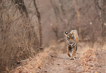 Fototapeta na wymiar Tiger walking in the morning, Ranthambore Tiger Reserve