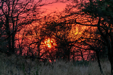 タンザニア・セレンゲティ国立公園のキャンプ場で見た、夕焼け空に沈む太陽