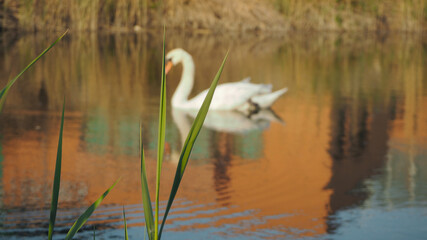 Obraz premium Beautiful white swan swim on the lake.