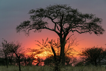 Plakat タンザニア・セレンゲティ国立公園のキャンプ場で見た、色鮮やかな夕焼け空とアカシアの木