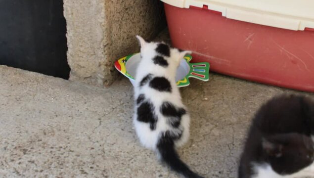Un gatito tomando agua 
