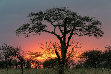 Plakat タンザニア・セレンゲティ国立公園のキャンプ場で見た、色鮮やかな夕焼け空とアカシアの木