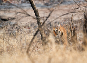 Tiger in the bushes of Ranthambore Tiger Reserve