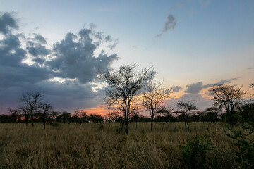 Naklejka na ściany i meble タンザニア・セレンゲティ国立公園のキャンプ場で見た夕方の空