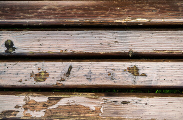 The old wood varnished and shrimped, texture. Timber surface of a bench, pattern, background.