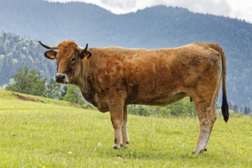 Vache de race Aubrac