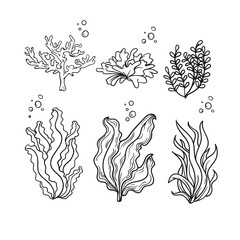 sea plants  seaweed vector hand drawing © dadan_pm