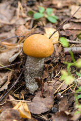Boletus mushroom in the forest