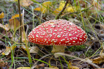 Mushroom fly agaric in the forest