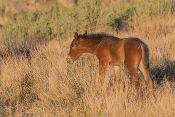 Cute Wild Horse Foal in Spring in the Utah Desert