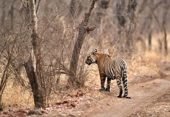 Noor cub identifying the territory marked at Ranthambore