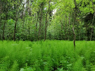 lush green meadow with grass in the thick of the forest
