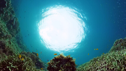 Tropical coral reef and fishes underwater. Hard and soft corals. Underwater video. Panglao, Bohol, Philippines.