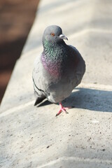 pigeon on the wall