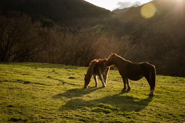 Dos caballos en la naturaleza