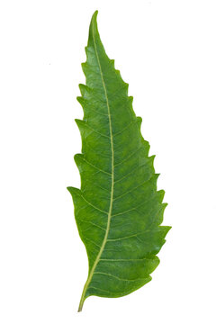 Neem Leaf With White Background, Neem leaves, Azadirachta