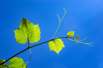 Obraz premium A young vine is lit by a bright sun. Against a blue sky.