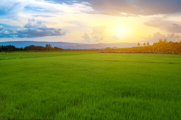 Green rice seedlings in a paddy field with beautiful sky and cloud, The sun setting over a mountain range in the background