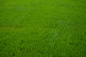 Seedlings of rice are growing in the paddy fields, top view