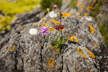 Wild pink and brown flower growing on a rock in the Norwegian coast.