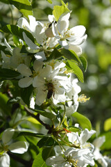 blooming Apple tree. beautiful white flowers on a tree. nature in the Park in spring. flowers in the sun.
