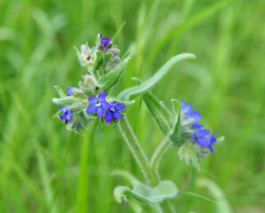 Anchusa blooms in nature