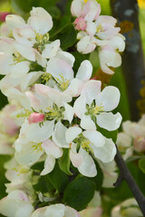 blooming Apple tree. beautiful white flowers on a tree. nature in the Park in spring. flowers in the sun.