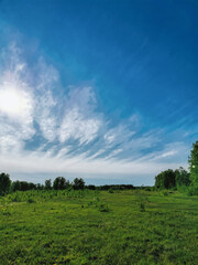 Fototapeta na wymiar green field and blue sky in summer. Vertical photo, no people.