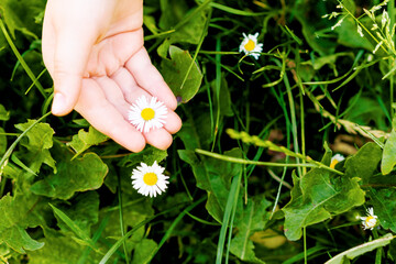 Child's hand picking a white daisy flower in the grass. Selective focus. Summer time.