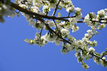 blooming Apple tree. beautiful white flowers on a tree. nature in the Park in spring. flowers in the sun.