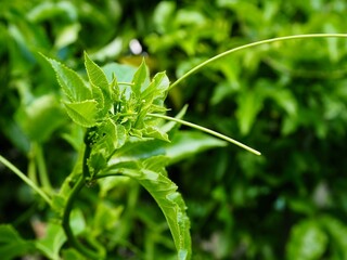 The tops of passion fruit trees. Bright green leaves