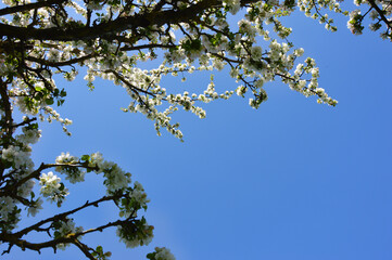 blooming Apple tree. beautiful white flowers on a tree. nature in the Park in spring. flowers in the sun.