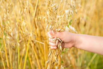 Fototapeta na wymiar Hands of child holding the ears of oats in the bunch in the field in summer.