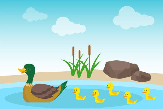 A wild duck with ducklings swims in a pond against a background of stones and green reeds. Illustration of a wild duck family. Vector, cartoon illustration.