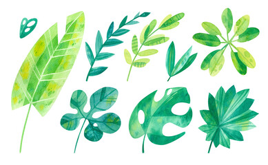 Tropical leaves mix watercolor illustrations set. Jungle watercolor drawings pack. Cartoon green cliparts on white background