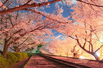 cherry blossoms
