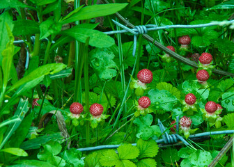 Plant Potentilla indica-Indian-strawberry-mock strawberry.