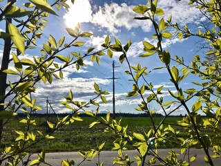 Power lines cross on a leaves and sunny background