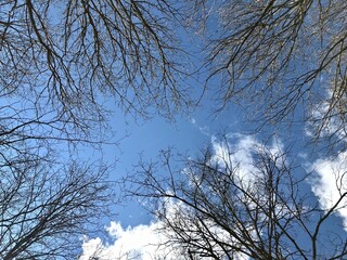 Trees on a sky background view from below