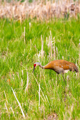 Parent Sandhill Crane (Grus canadensis) watching the colt in front foraging for food in May in Wausau, Wisconsin