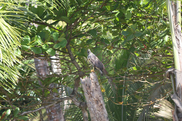 Buteo plagiatus, bird, sitting on wood, Corcovado National Park, Costa Rica, Central America