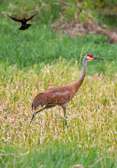 Male Red-winged Blackbird (Agelaius phoeniceus) trying to chase a Sandhill Crane (Grus canadensis) away from from its nesting grounds in spring