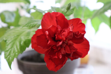 Hibiscus flower in a pot