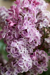 Lilac flowers in the garden.