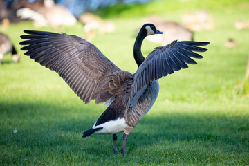 Adult canada goose (Branta canadensis) with wings spread out in Wausau, Wisconsin during the spring